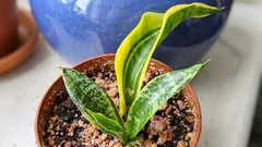 Svärmors tunga fick ett blad utan mönster: är det ett skötselmisstag eller normalt?