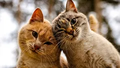 Hur man ser om katter gillar varandra: subtila tecken på vänskap som människor förbiser