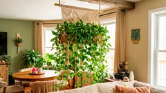 Växten som symboliserar överflöd – gullranka och regler för placering