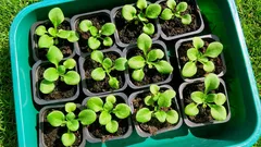 Hur man odlar petunior från frön utan misstag: ljus, värme och rätt luftfuktighet