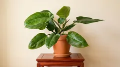 Philodendron i en lägenhet: hur man ställer in belysningen så att den växer snabbt och får stora blad